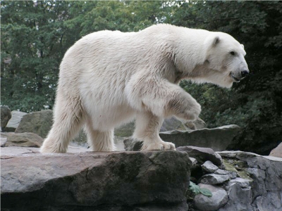 zoo